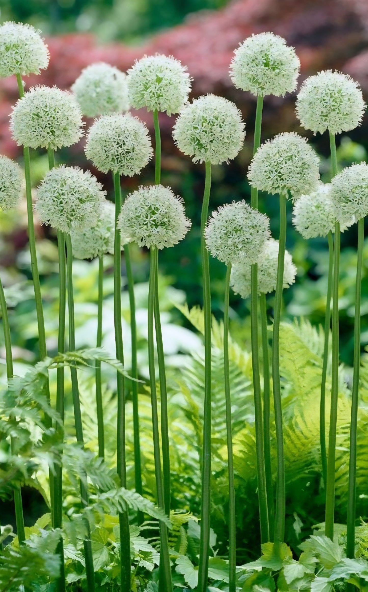 White Giant Allium Mount Everest Bulbs