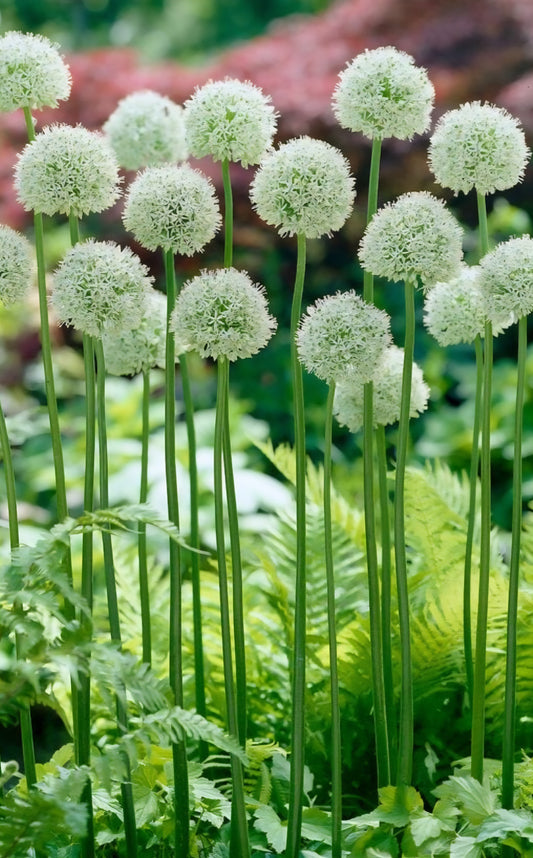 White Giant Allium Mount Everest Bulbs