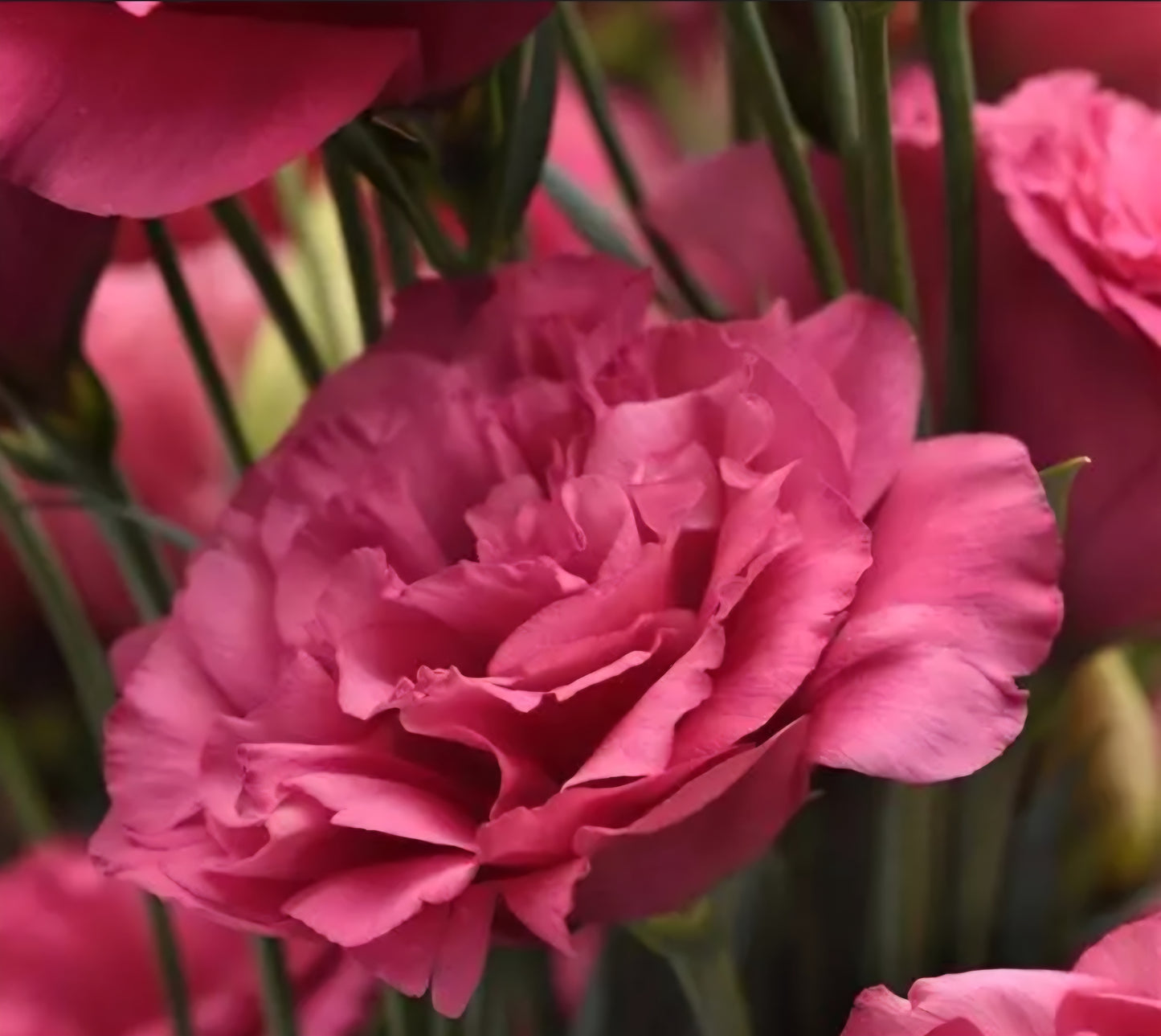 Lisianthus Mariachi Carmine Plugs
