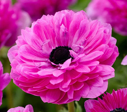 Anemone Fullstar Pink
