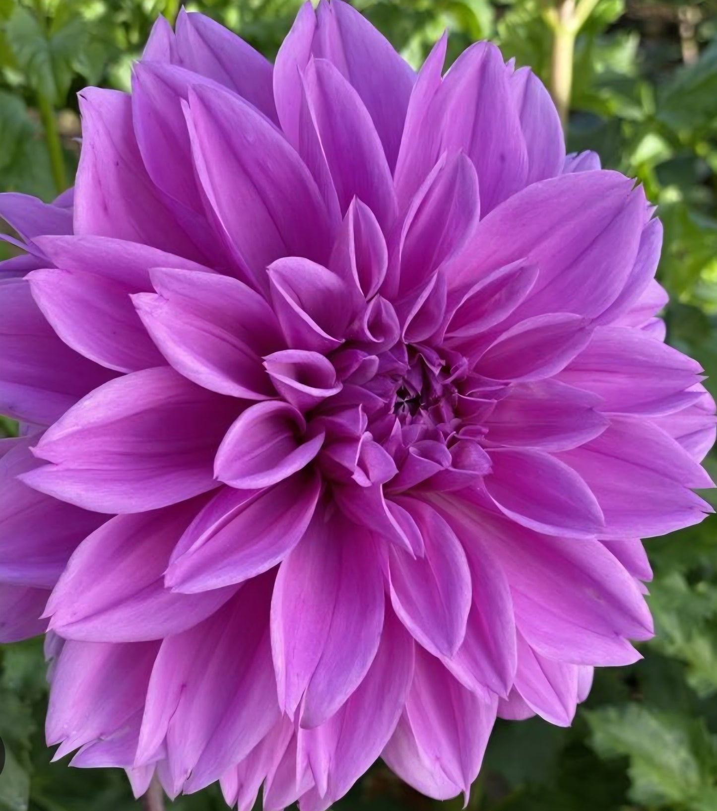 Lilac Time Dahlia Tuber