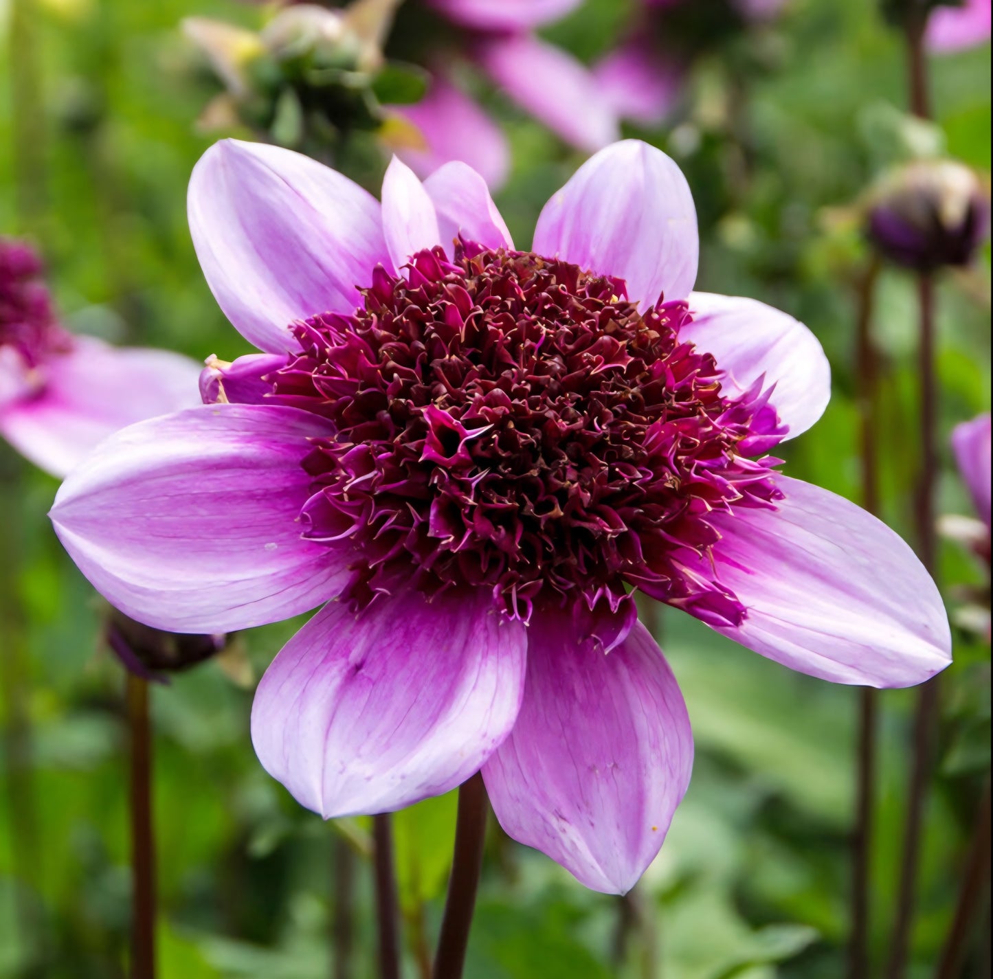 Blue Bayou Dahlia Cutting
