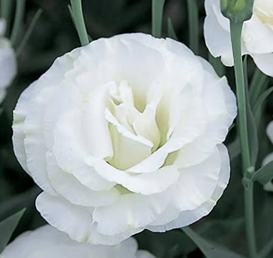 Lisianthus Arena White III Plugs