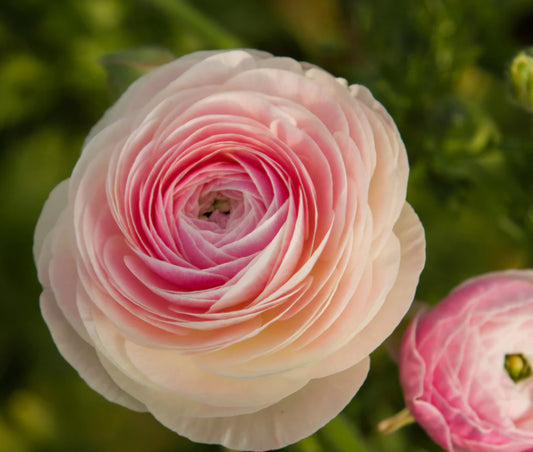 Porcelain Amadine Ranunculus Corms