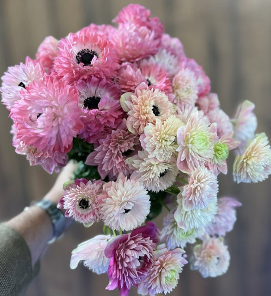 Anemone Levante Rosa Chiaro Mix (10)