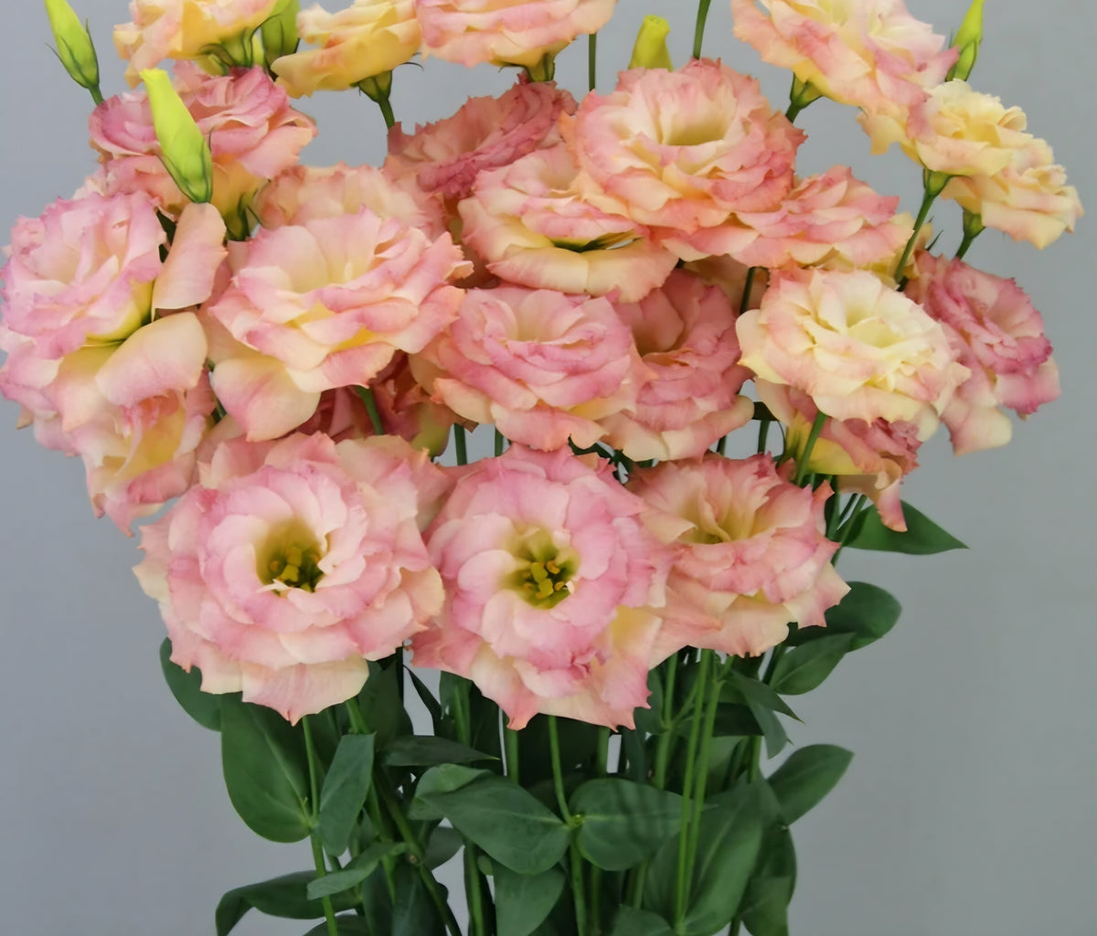 Lisianthus Megalo Champagne Plugs