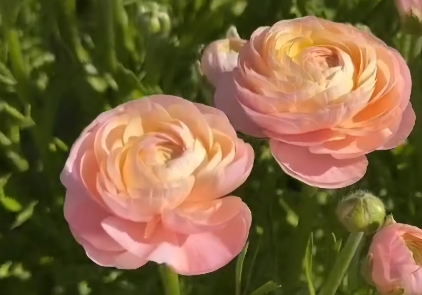 Salerno Romance Ranunculus Corms