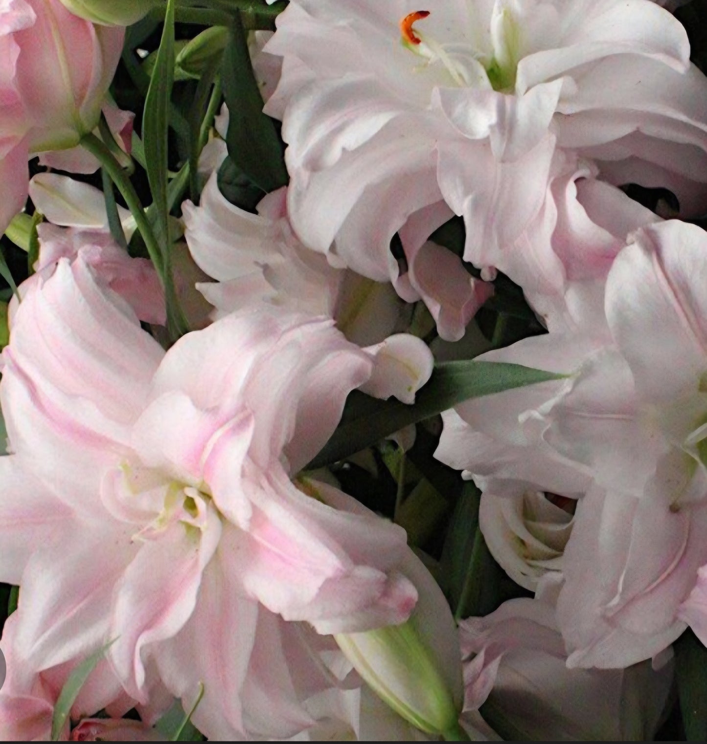 Waverider Oriental Double Lily Bulbs (5)