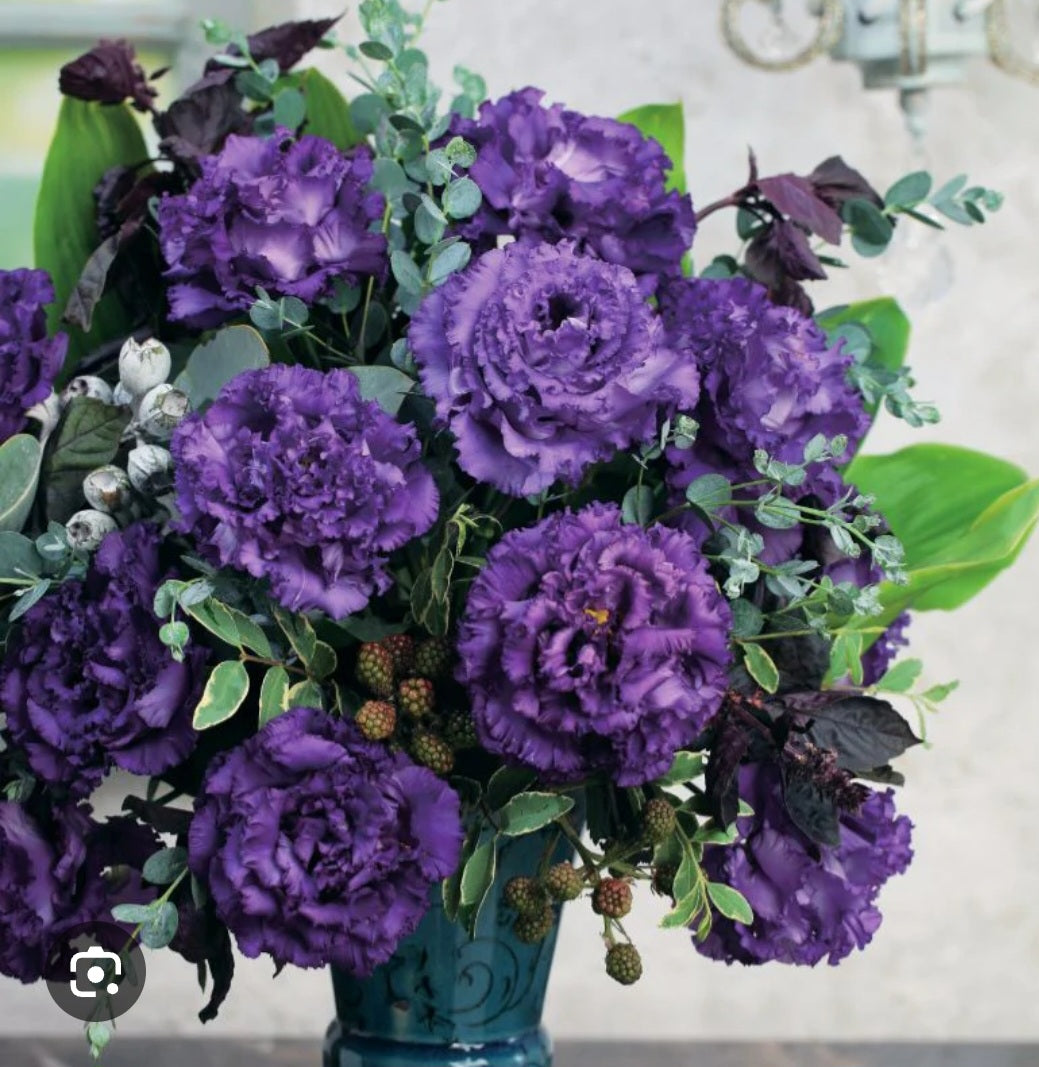 Lisianthus Voyage 2 Blue Plugs (4)
