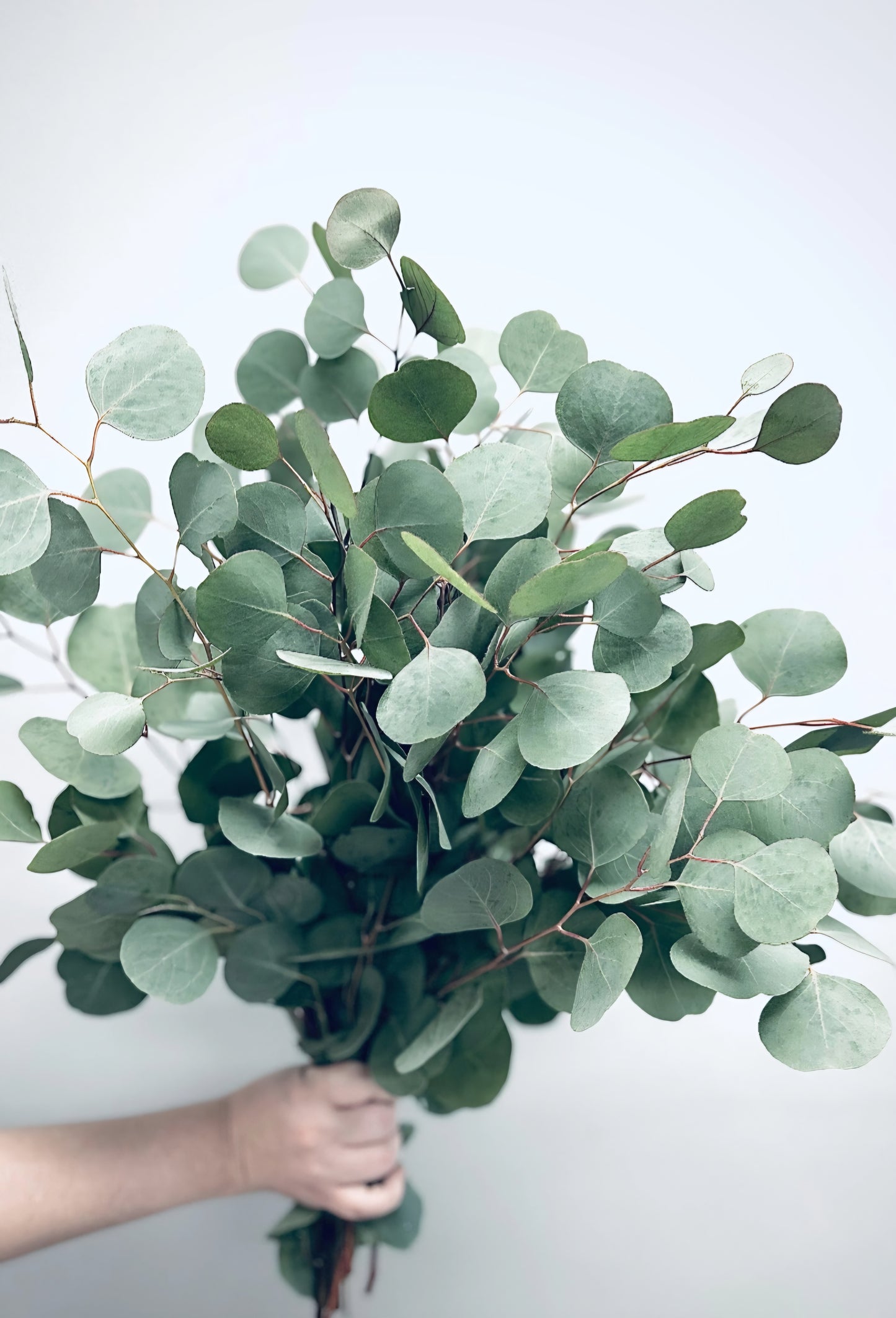 Eucalyptus Silver Dollar Plugs