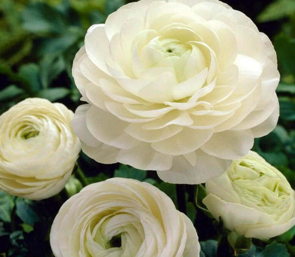 Aviv White Ranunculus