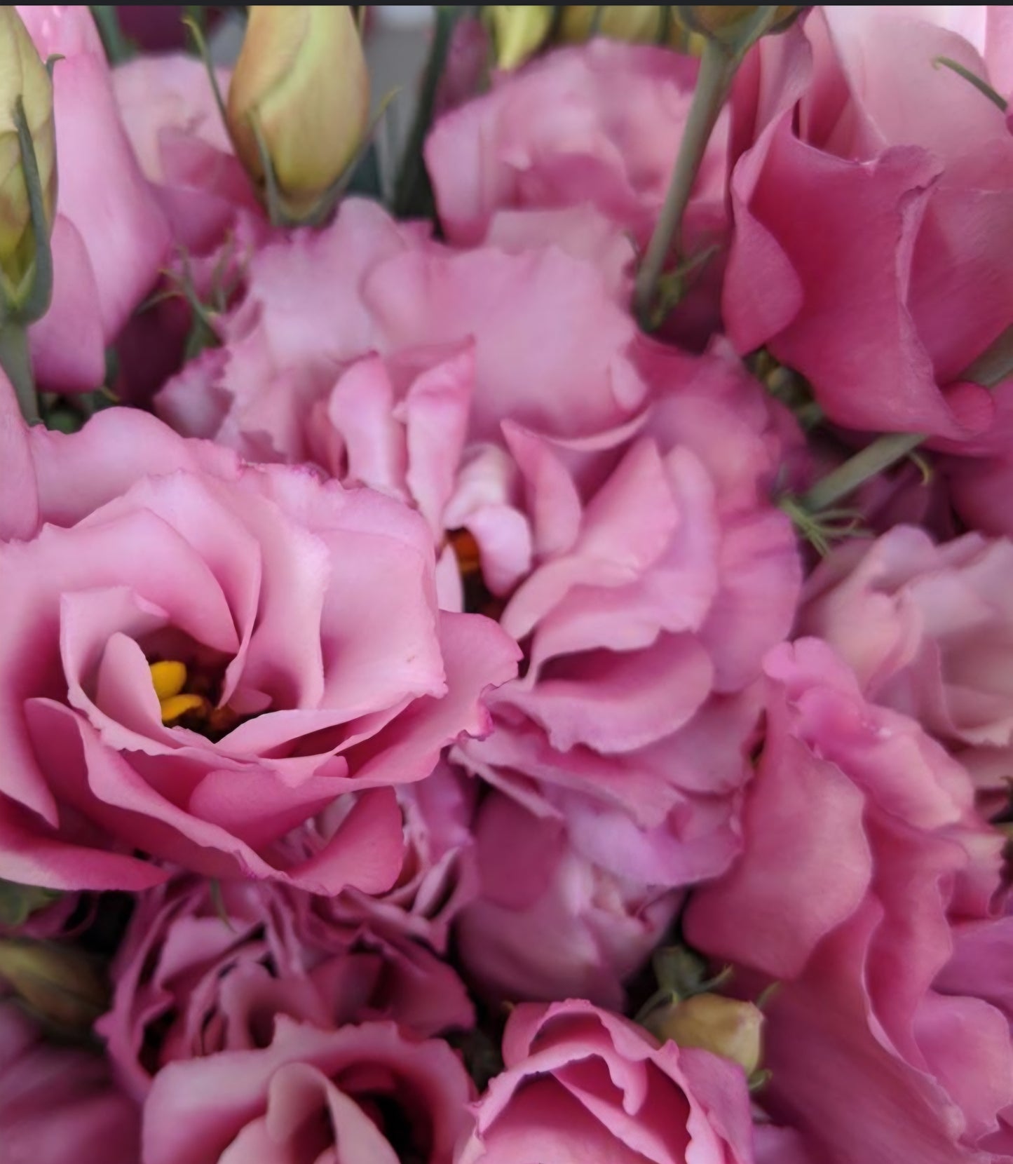 Lisianthus Advantage Cherry Sorbet Plugs