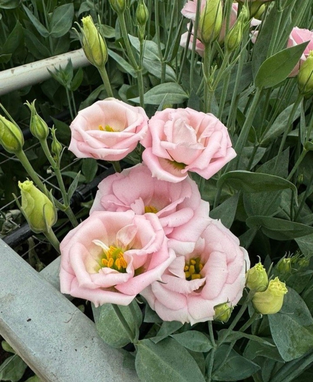 Lisianthus Espirit I Light Pink Plugs (4)