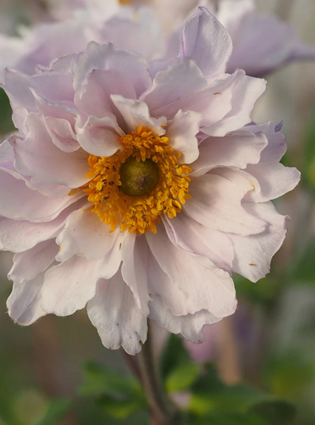 アネモネ2 Anemones – Blooming Patches Farm