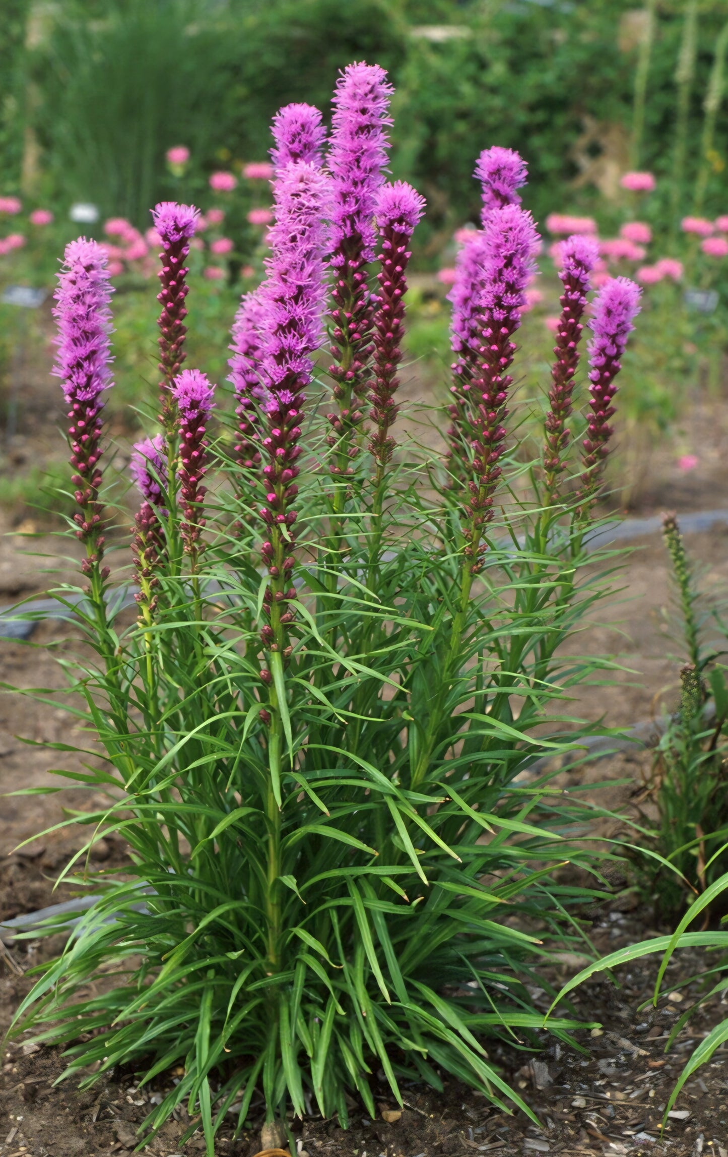 Liatris Spacita Blazing Star Bulbs (10)