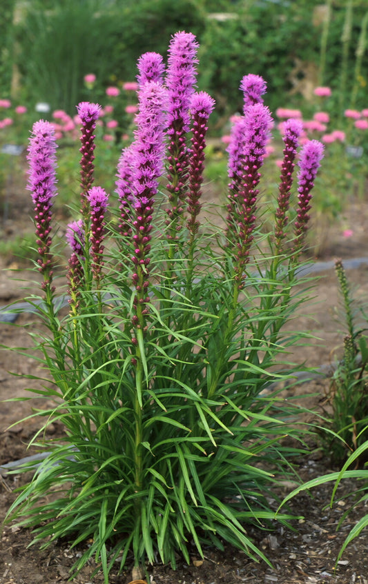 Liatris Spacita Blazing Star Bulbs (10)