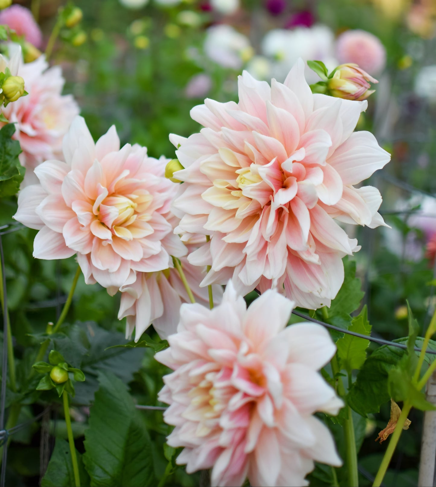 Break Out Dahlia Cutting