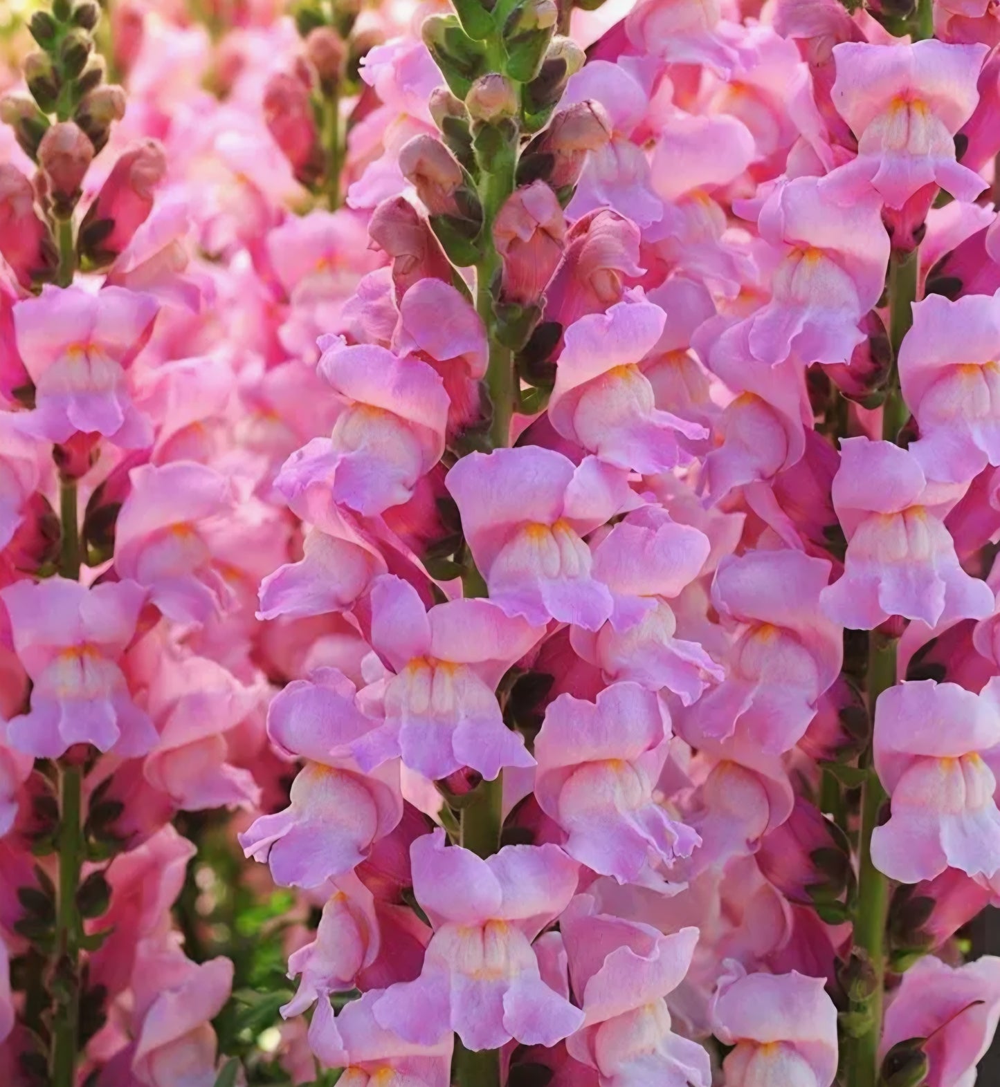 Potomac Lavender Snapdragon Plugs