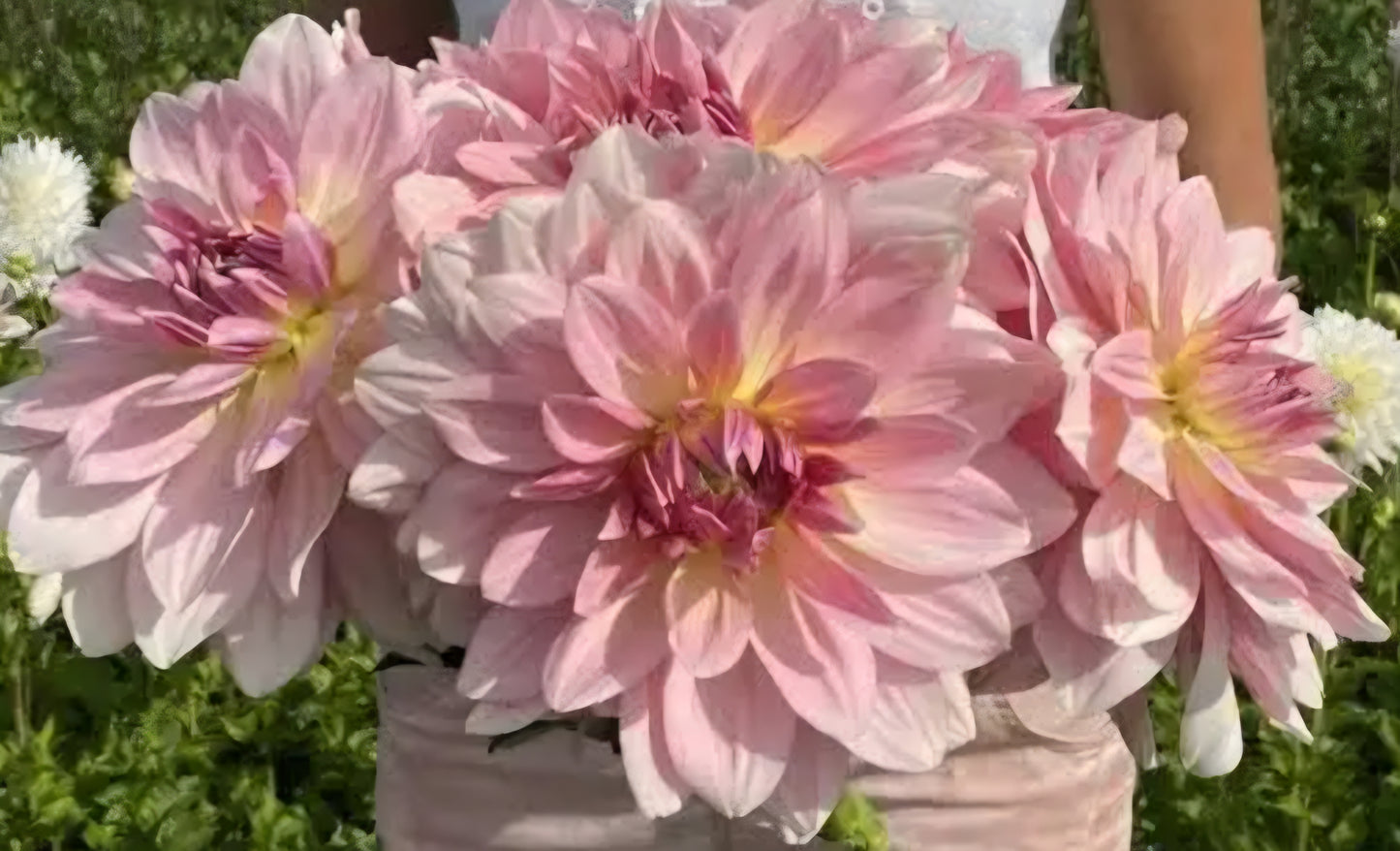 Fairway Pilot Dinner plate Dahlia Tuber