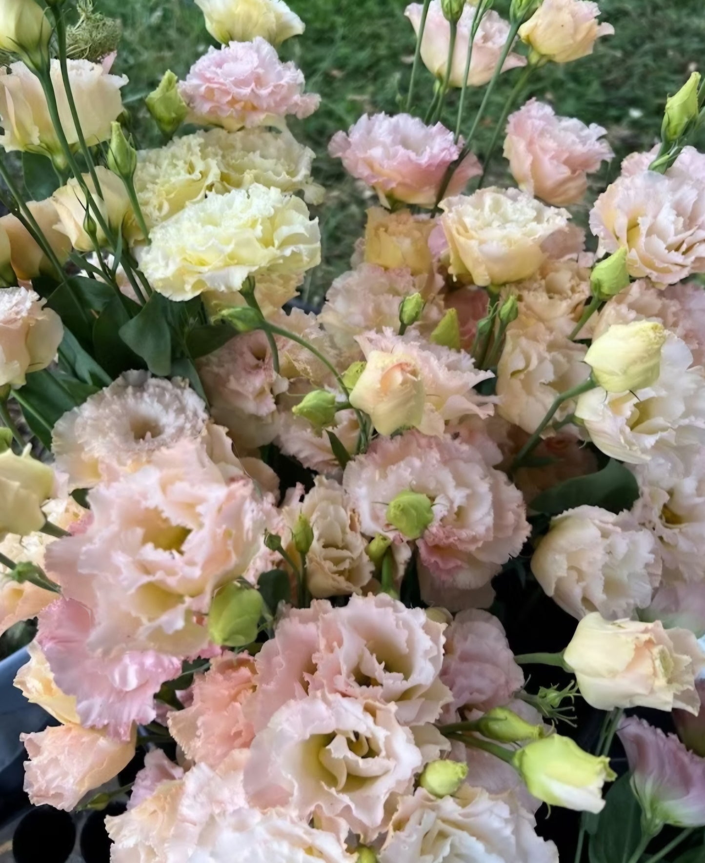 Lisianthus Voyage Champagne Plugs (4)