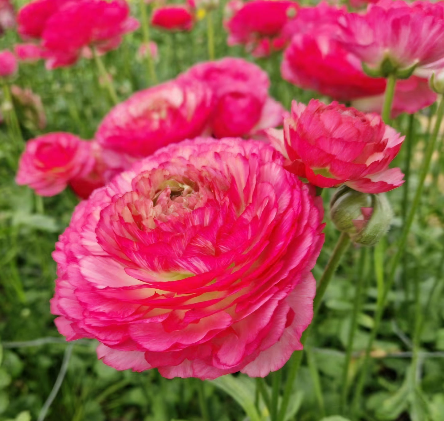 Romance Mercury Ranunculus Corms