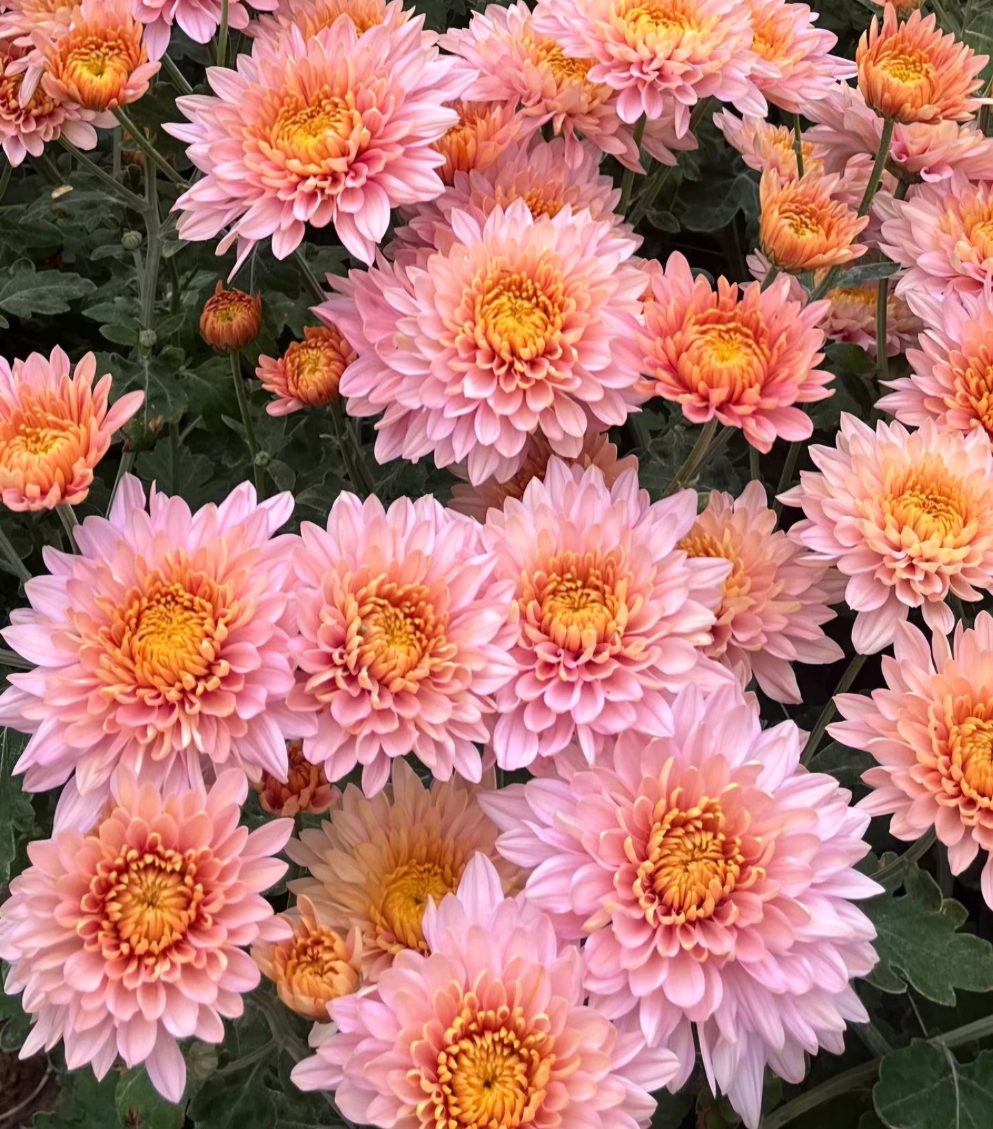Annie Girl Chrysanthemum Plugs (3)