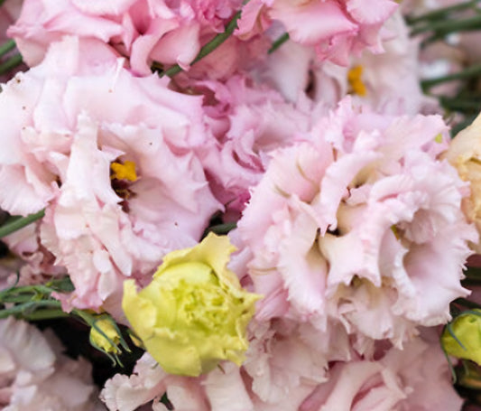 Lisianthus Voyage 2 Light Pink Plugs (4)