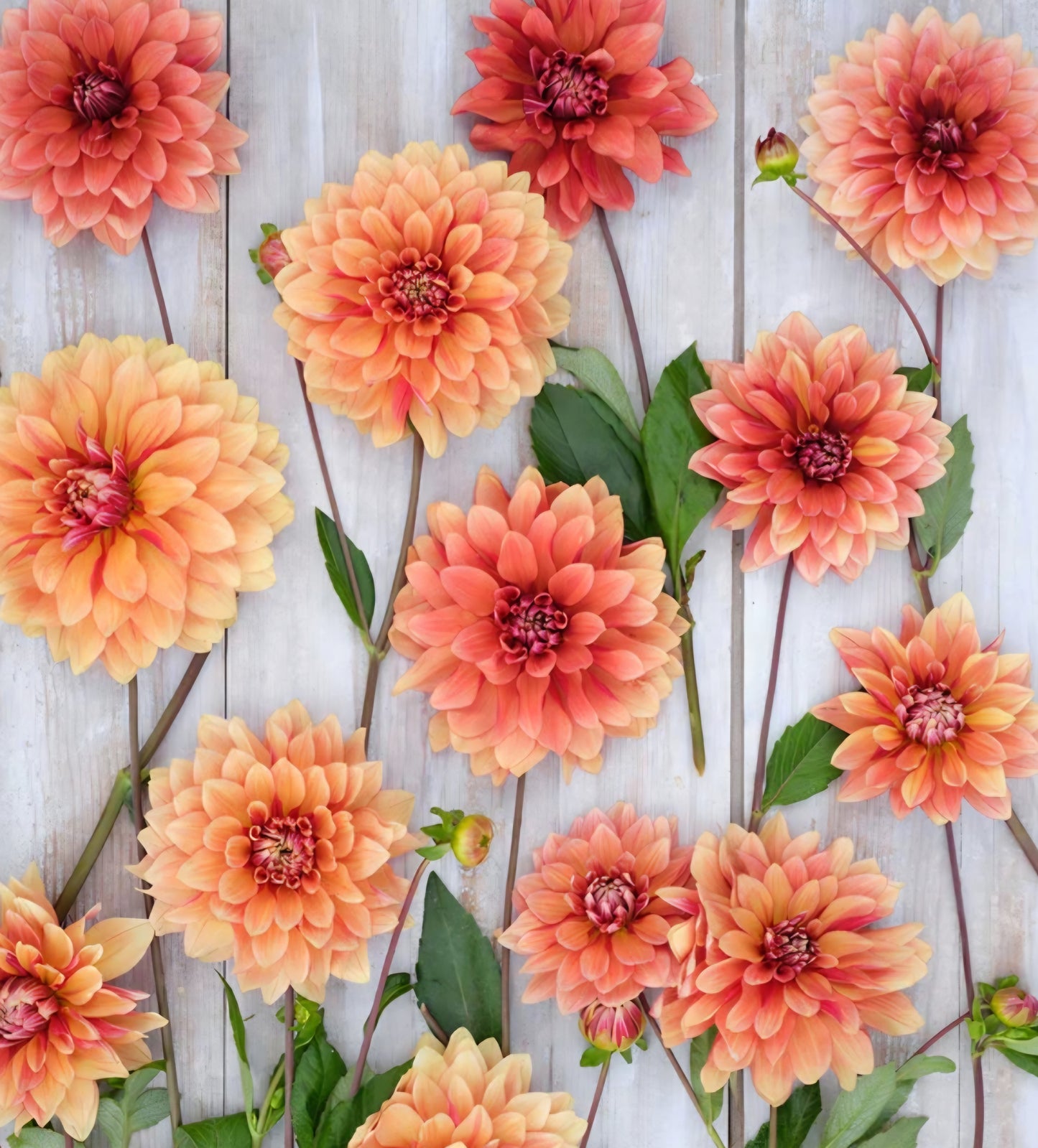 Miss Brandy Dahlia Tuber