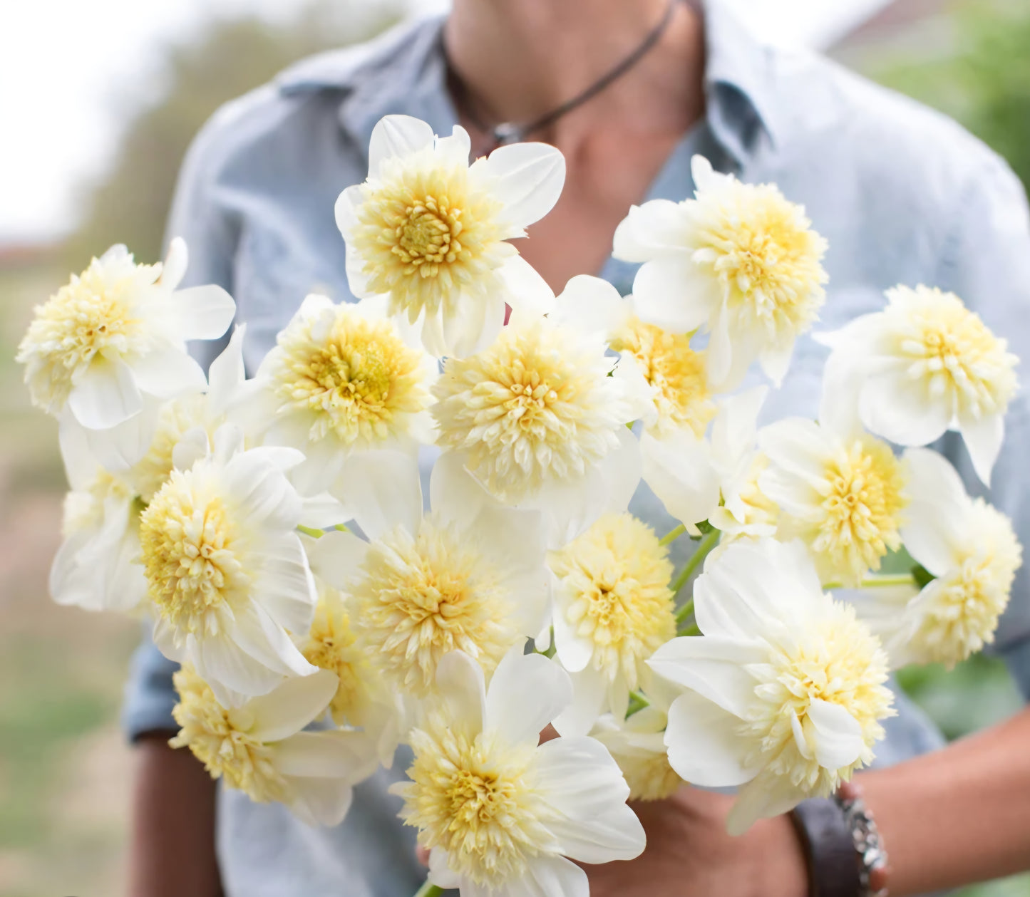 Platinum Blonde Dahlia
