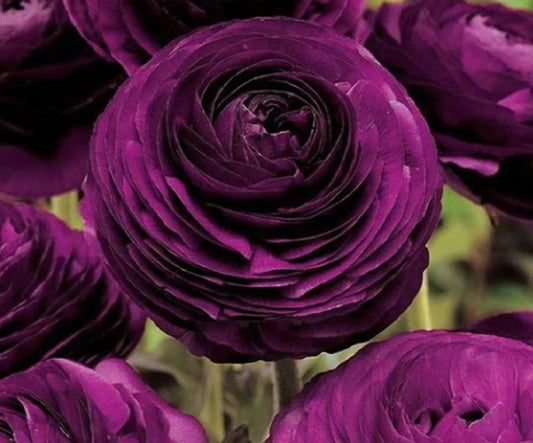 Aviv Purple Ranunculus