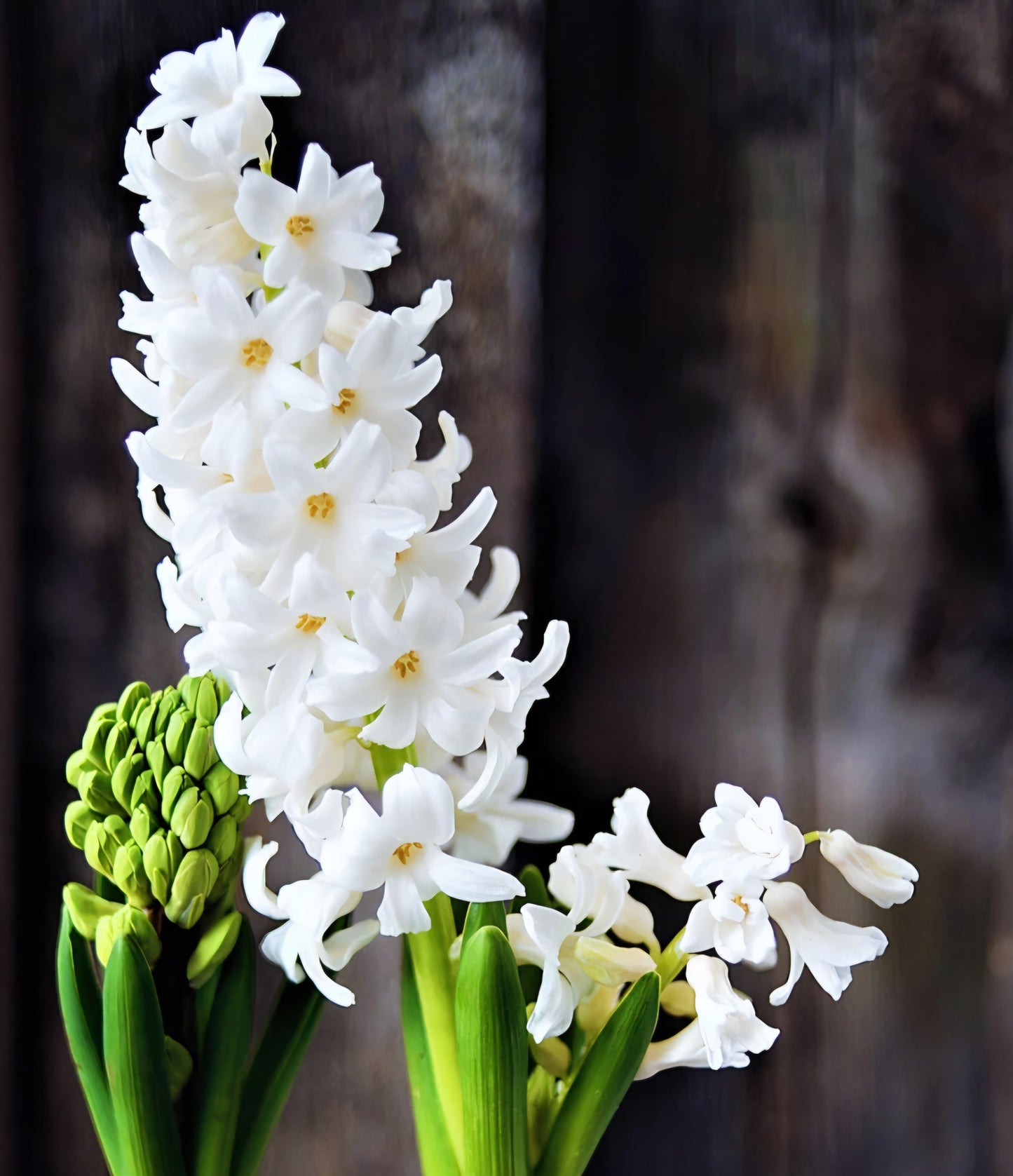 Hyacinth White Pearl Bulbs (10)
