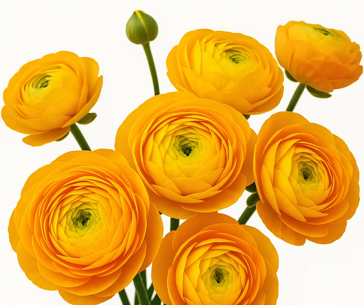 Aviv Yellow Ranunculus Corms