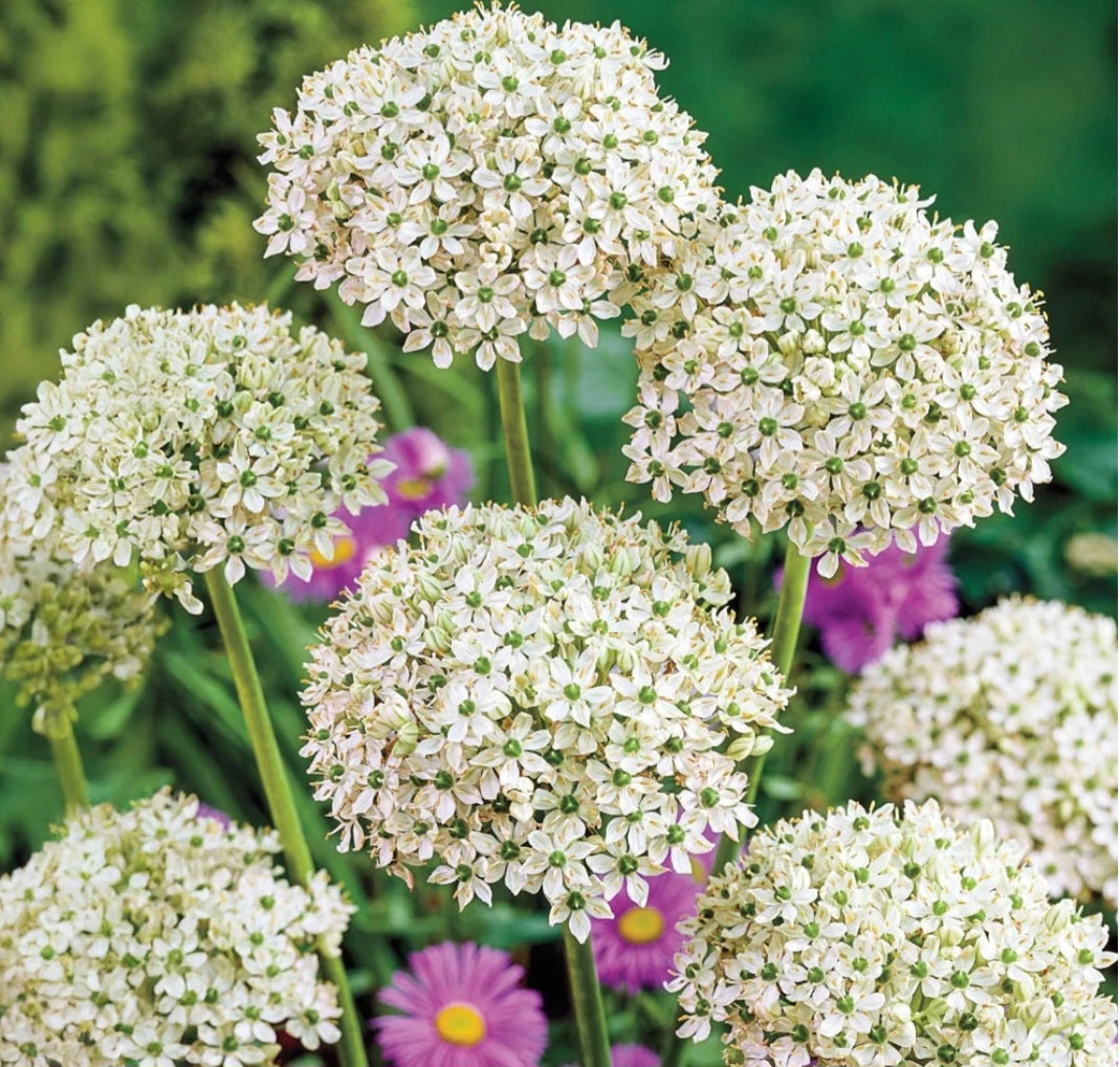Allium Tall Nigrum Bulbs