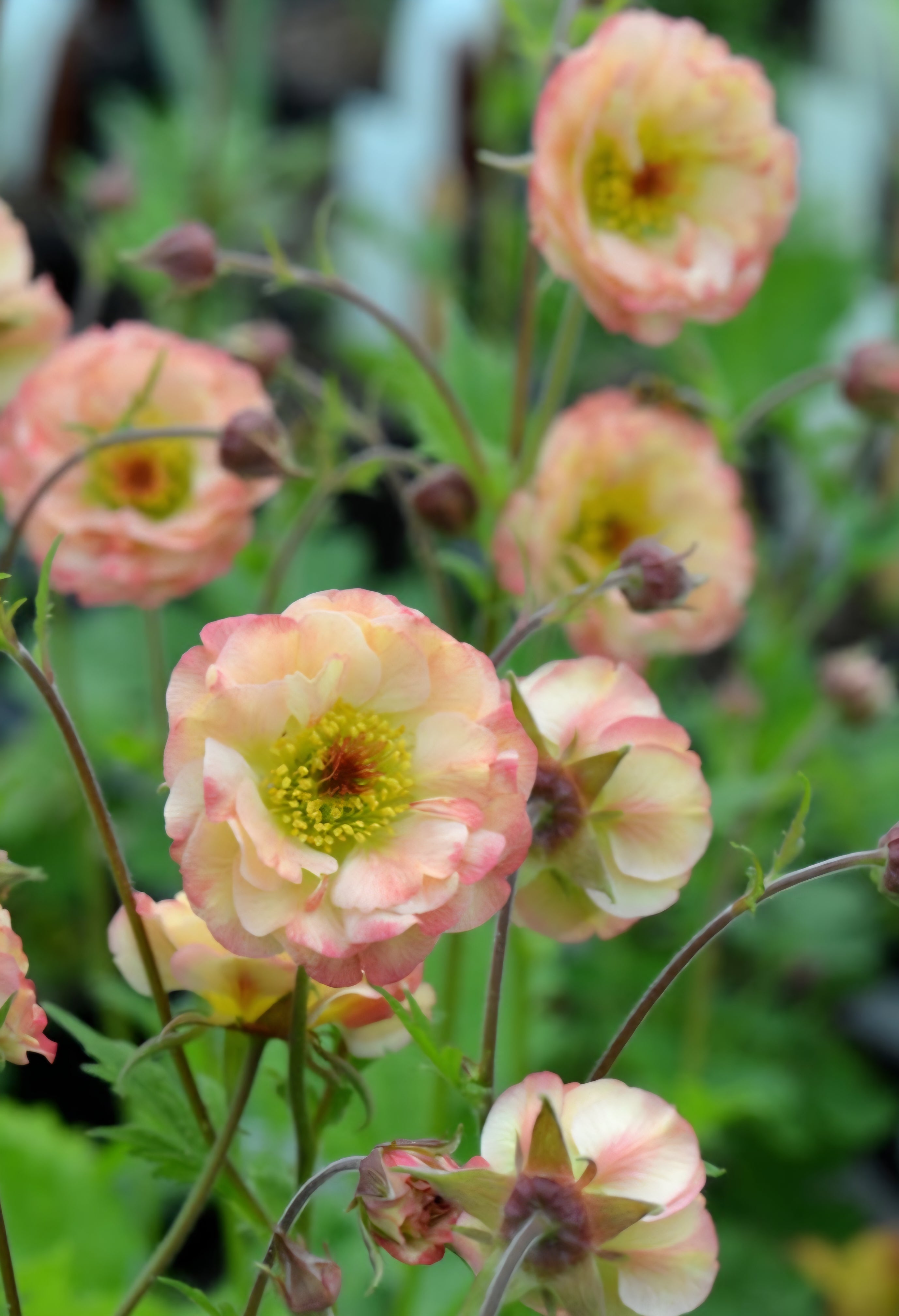 Blooming Patches Farm