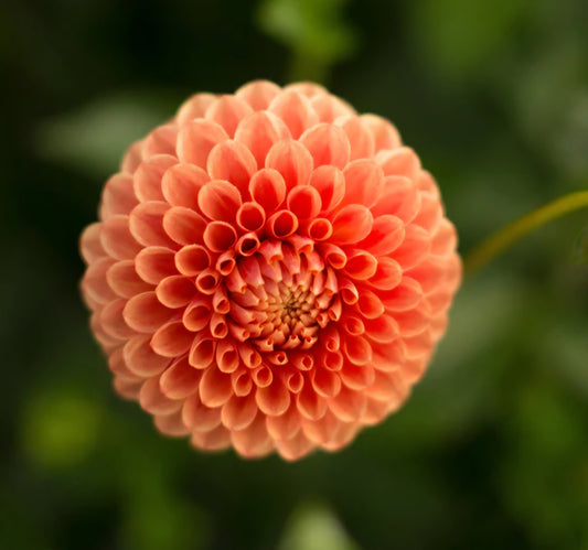 Beatrice Dahlia Cutting