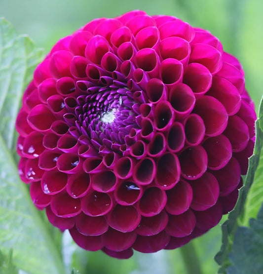 Downham Royal Dahlia Cutting