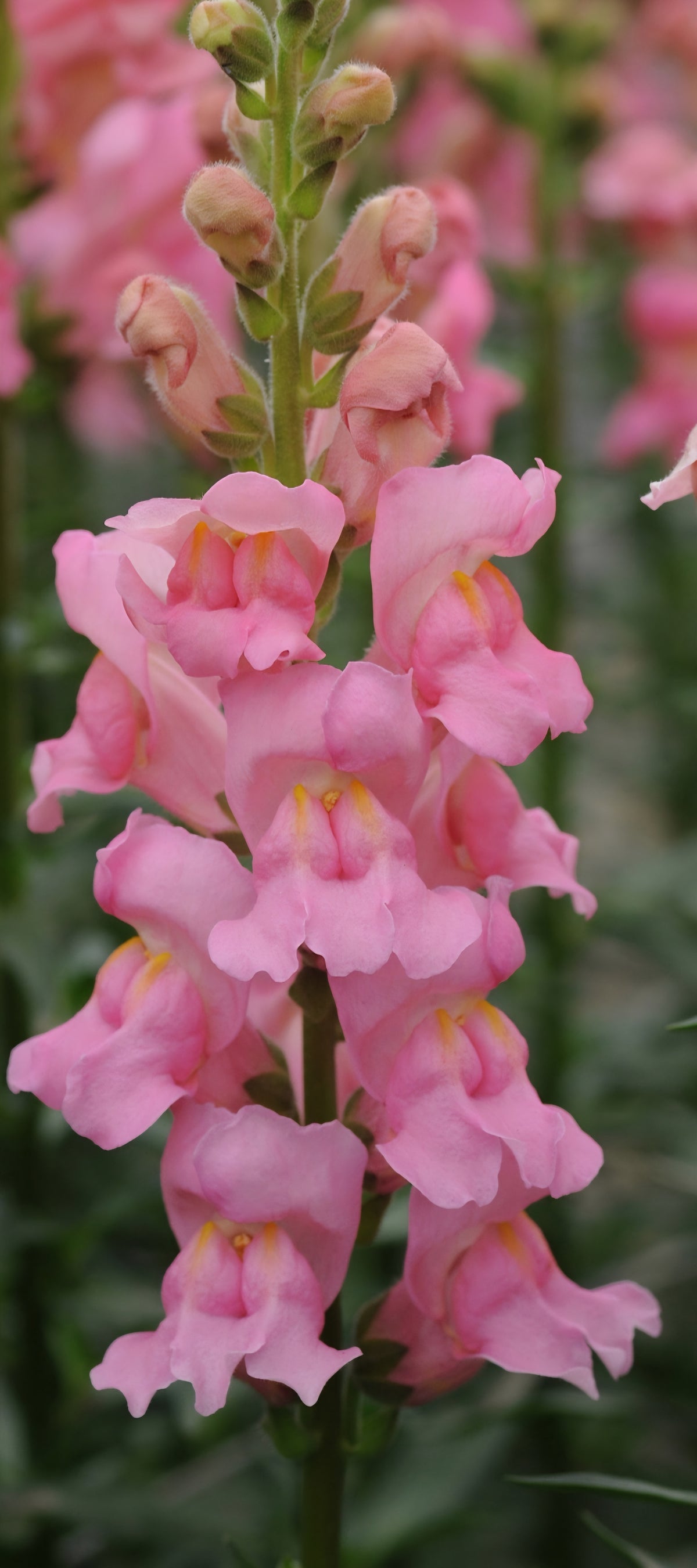 Potomac Pink Snapdragon Plugs