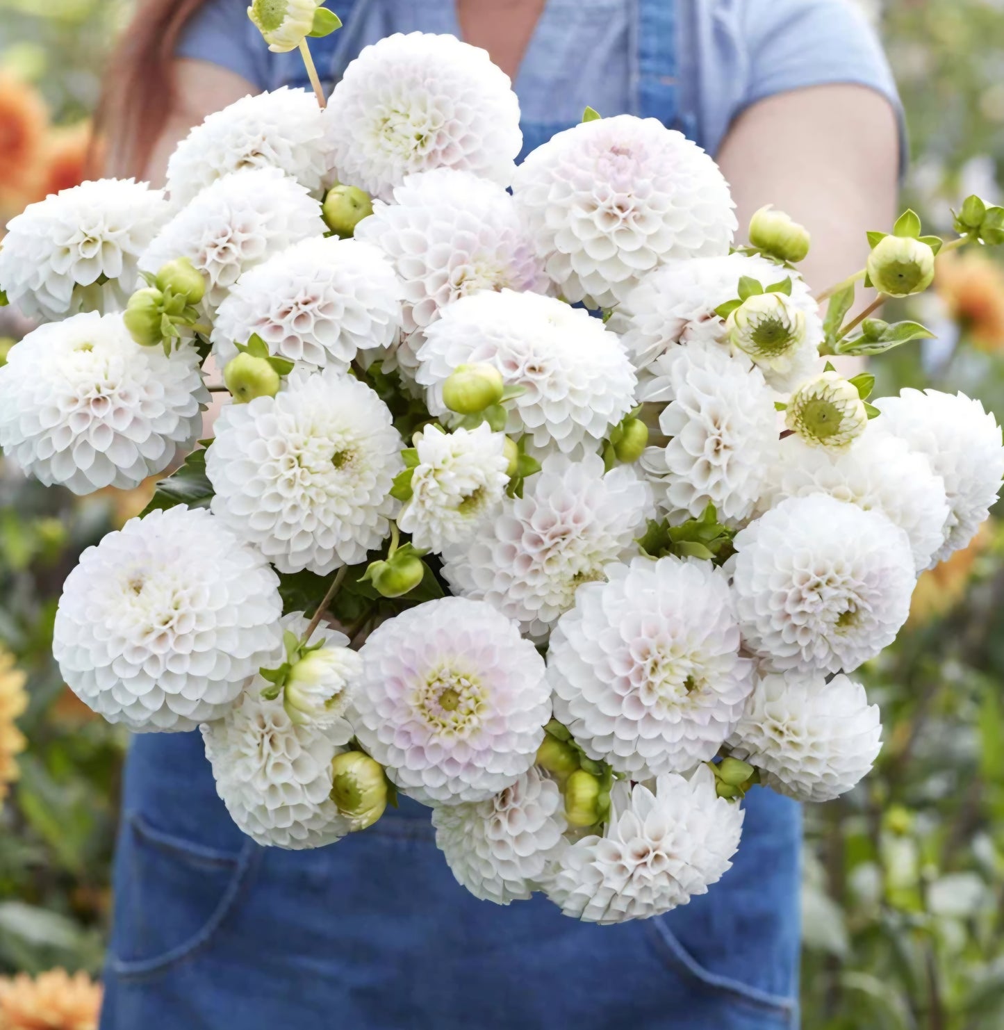 Pink Pearl Dahlia Tuber