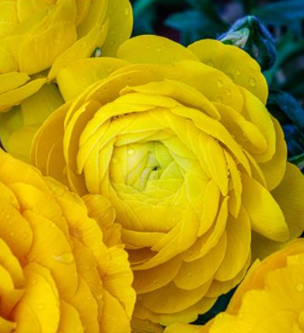 Aviv Yellow Ranunculus Corms