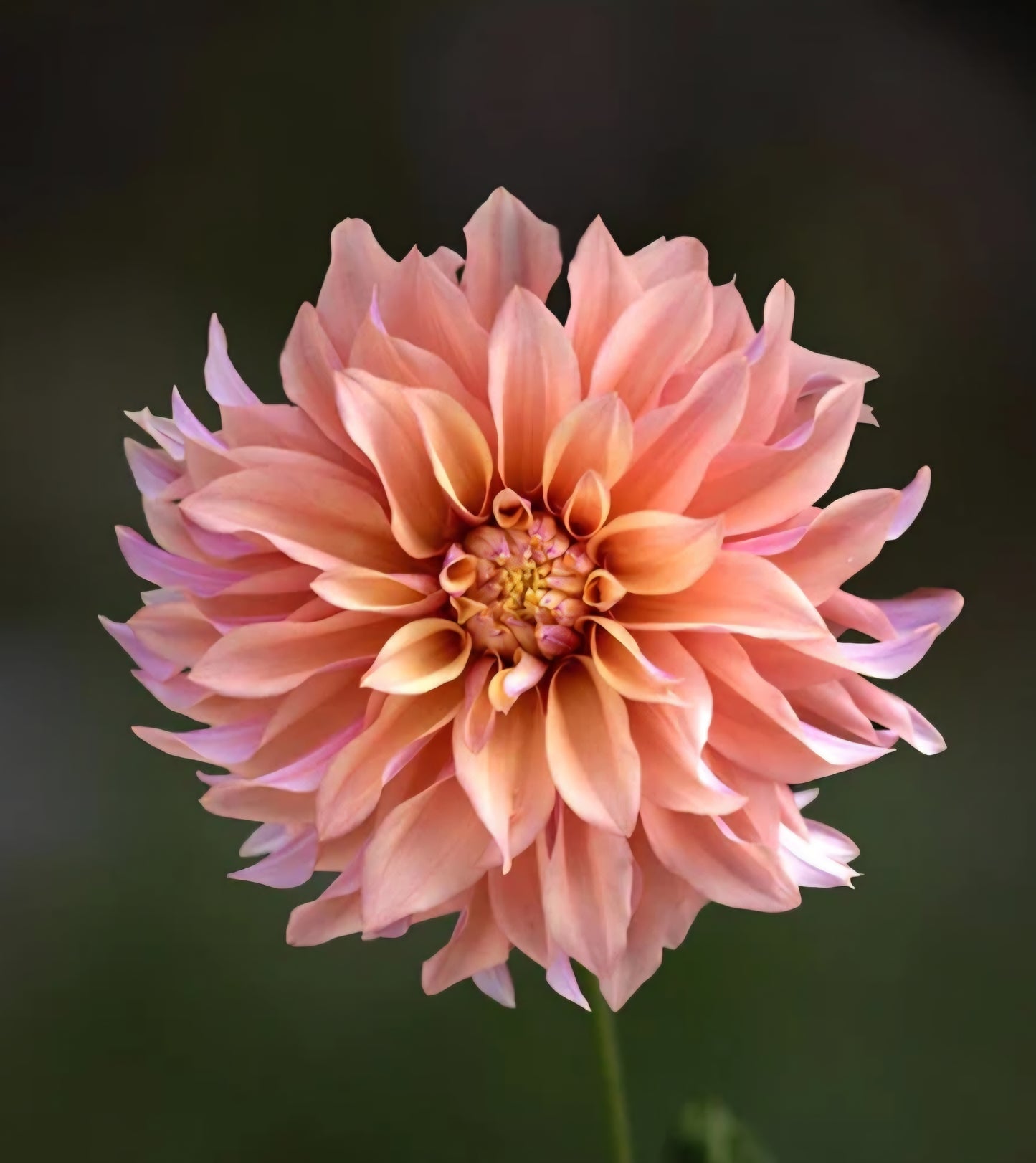 Tyrell Dahlia Tuber