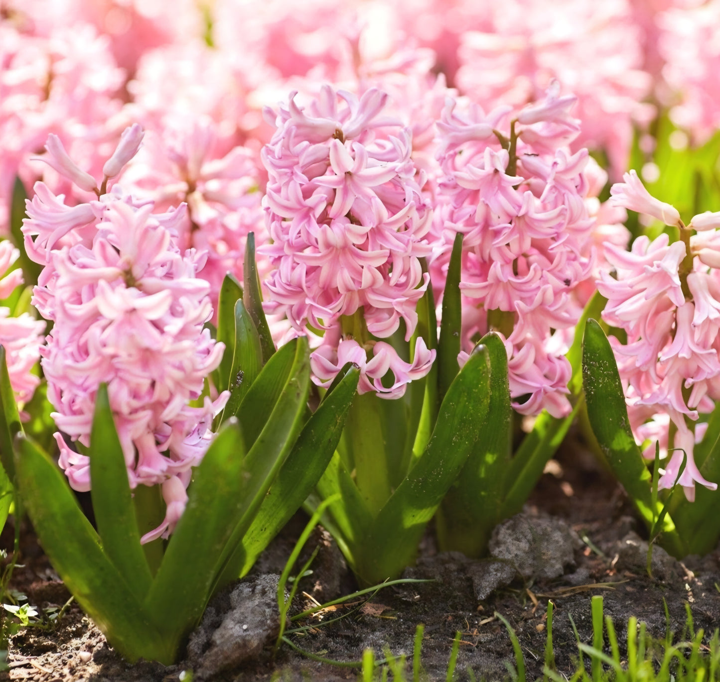 Hyacinth Pink Pearl Bulbs