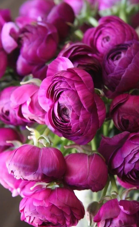Amandine Violet Ranunculus Corms