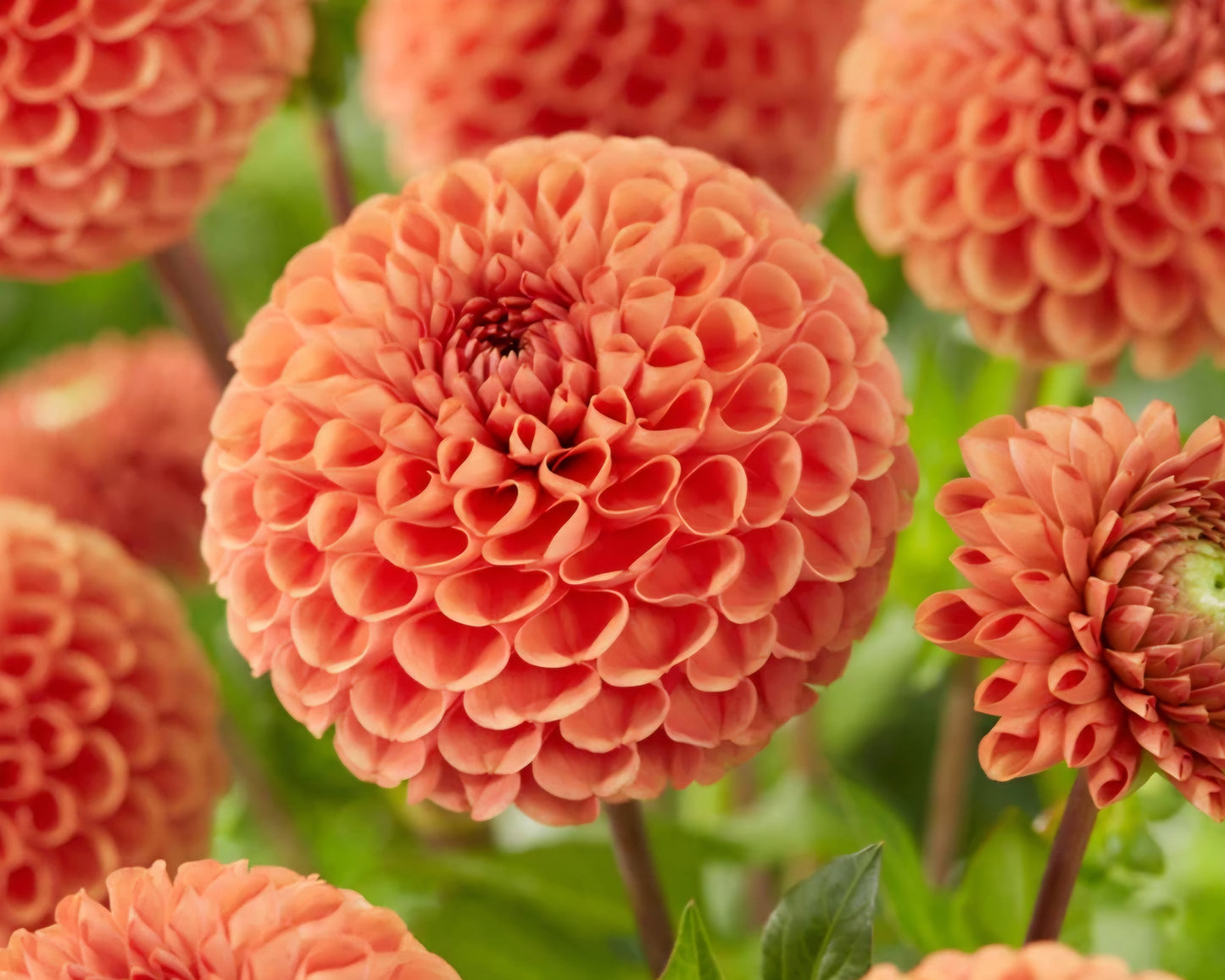 Cornel Bronze Dahlia Tuber