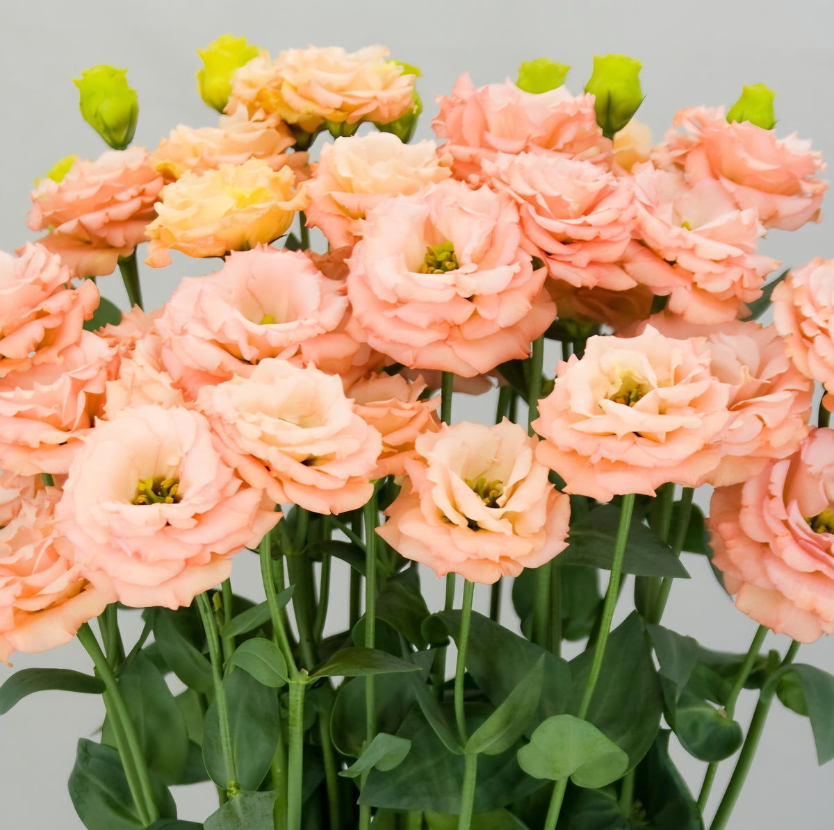 Lisianthus Megalo Deep Orange Plugs