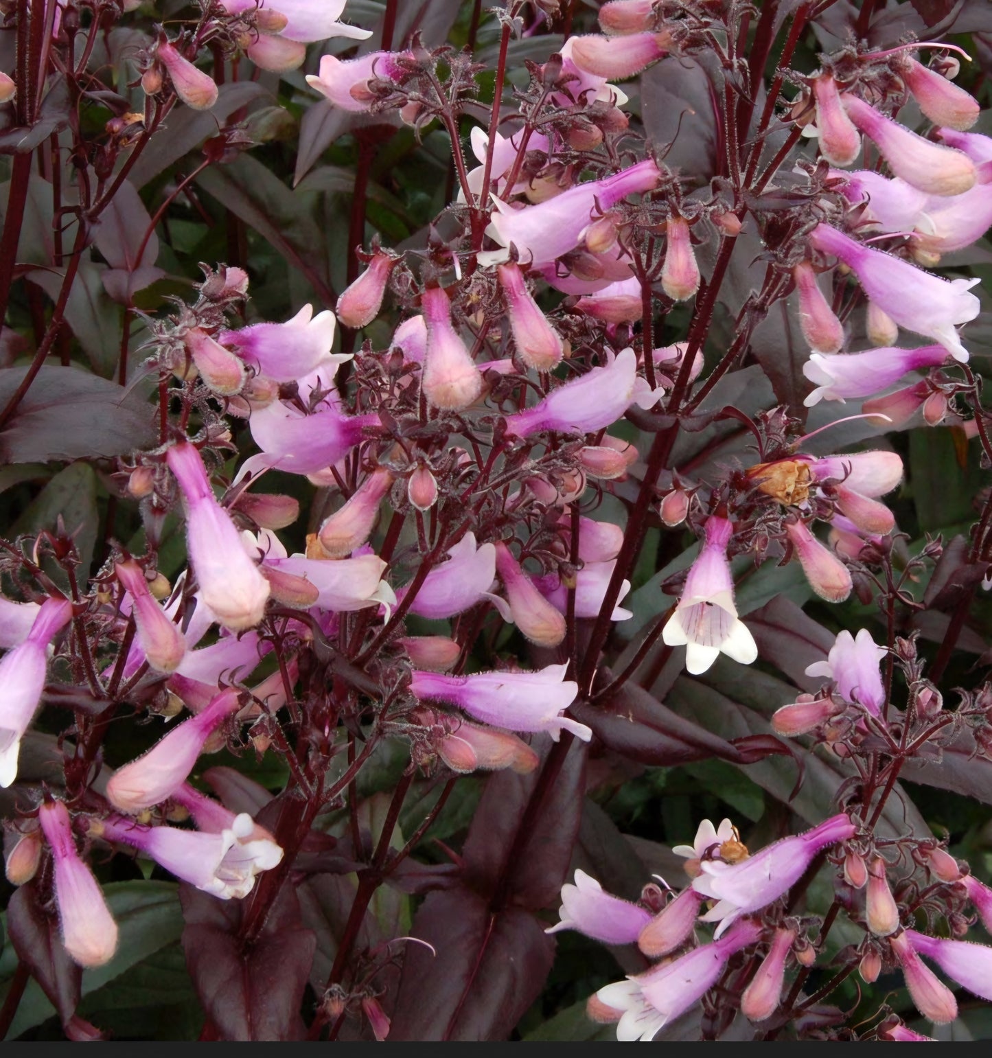 Panstemon Digitalis Dark Towers Roots (4)