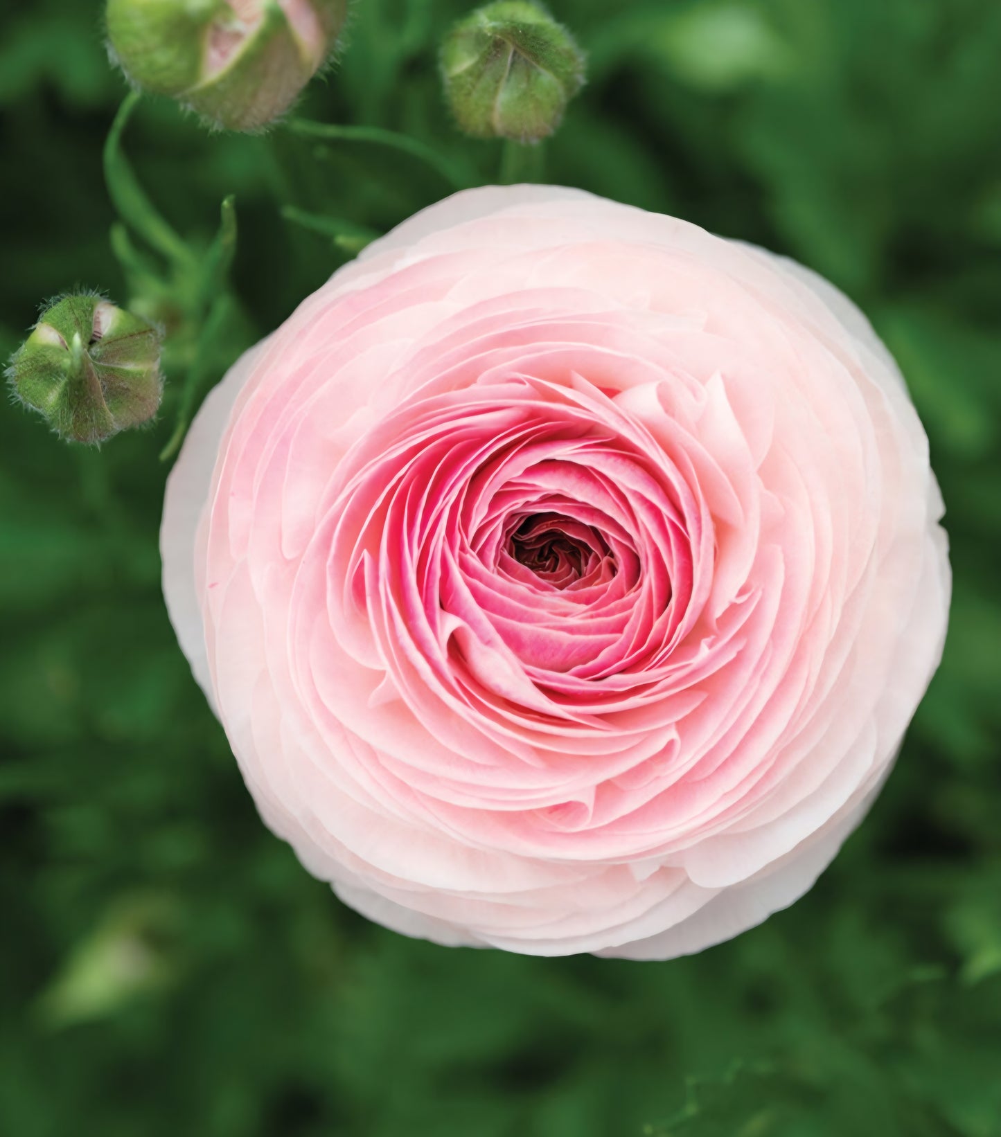 Romance Seine Ranunculus Corms