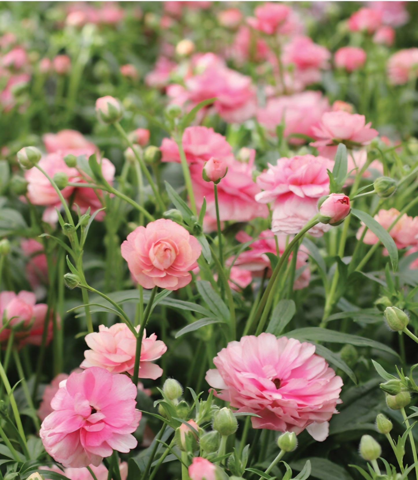 Butterfly Hera Ranunculus Corms