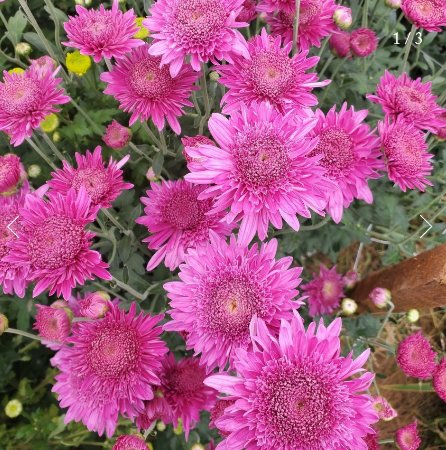 Purple Light Heirloom Chrysanthemum Plugs (3)