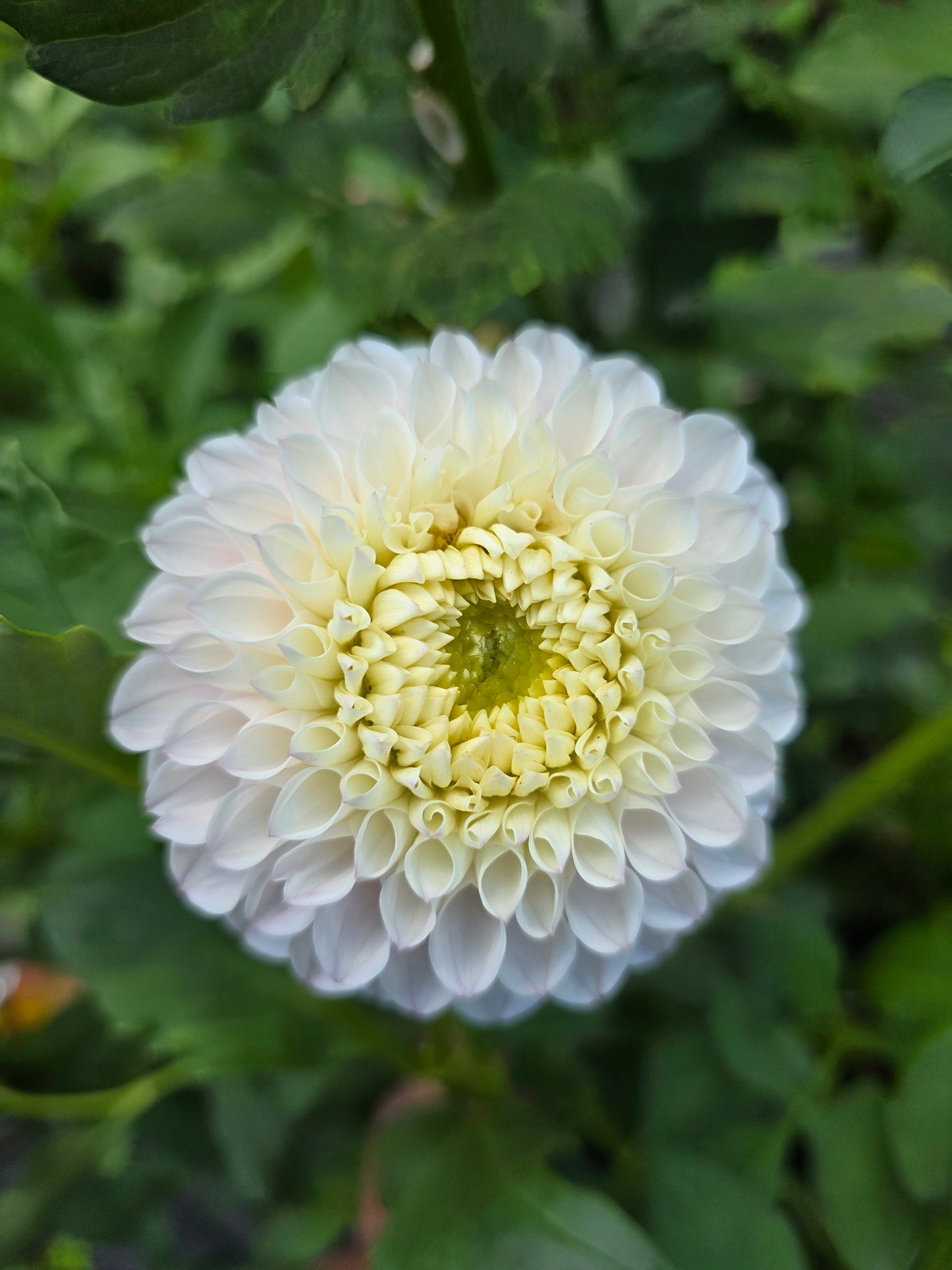 Pink Pearl Dahlia Tuber