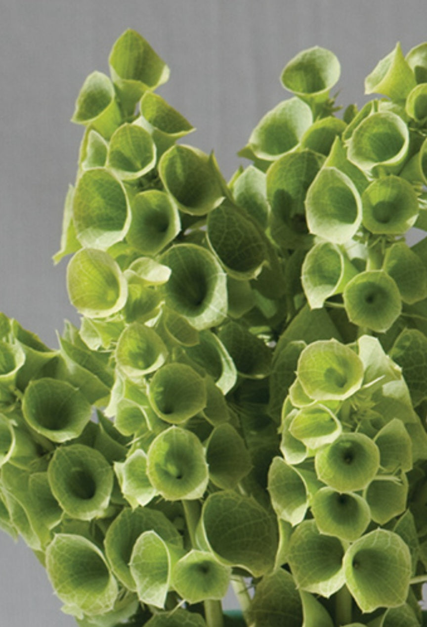 Bells of Ireland Plugs